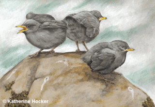 Dipper-fledglings
