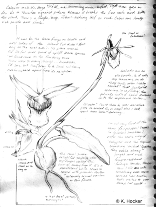 Orchid-sketch Orchid-sketch