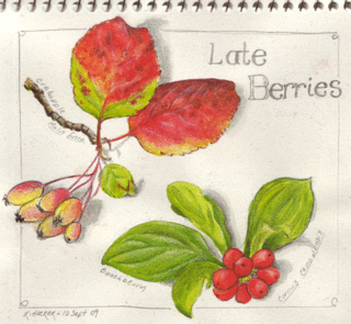 Late-berries
