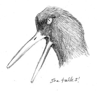 Hocker-oystercatcher2