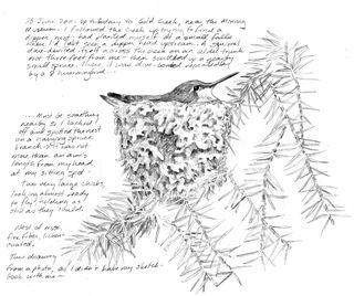 Hocker-hummingbird-sketch
