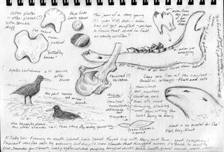 Hocker-kayak-trip-sketch-