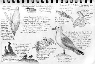 Hocker-kayak-sketch2