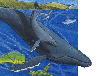 Hocker hawaii whales