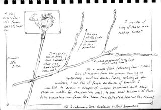 Hocker-gustavus-willow-sketch