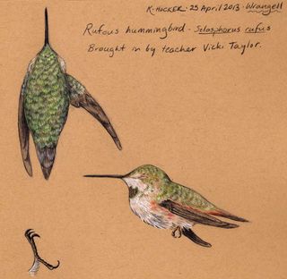 Wrangell-hbird-hocker