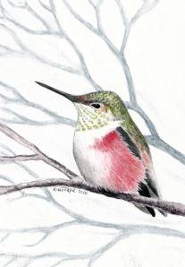 hocker-hummingbird-sketch