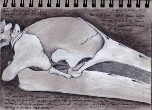 whale-skull-sketch