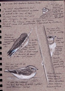 hocker-swallow-sketches