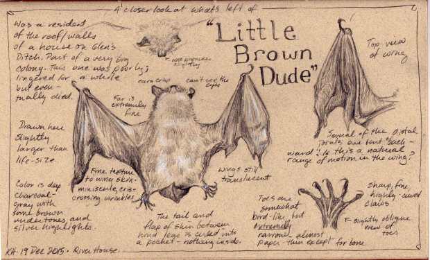 kh-little-brown-dude