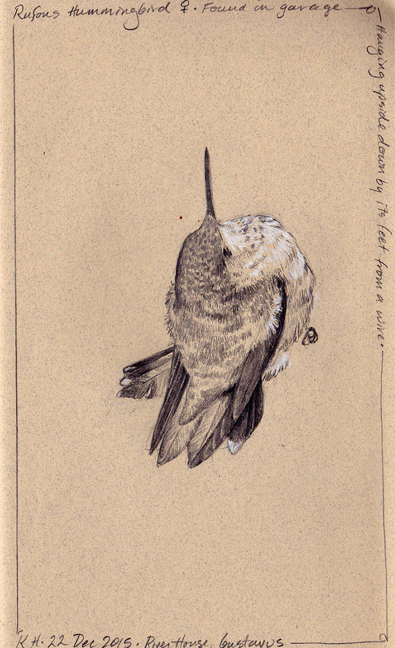 hocker-hummingbird-sketch2