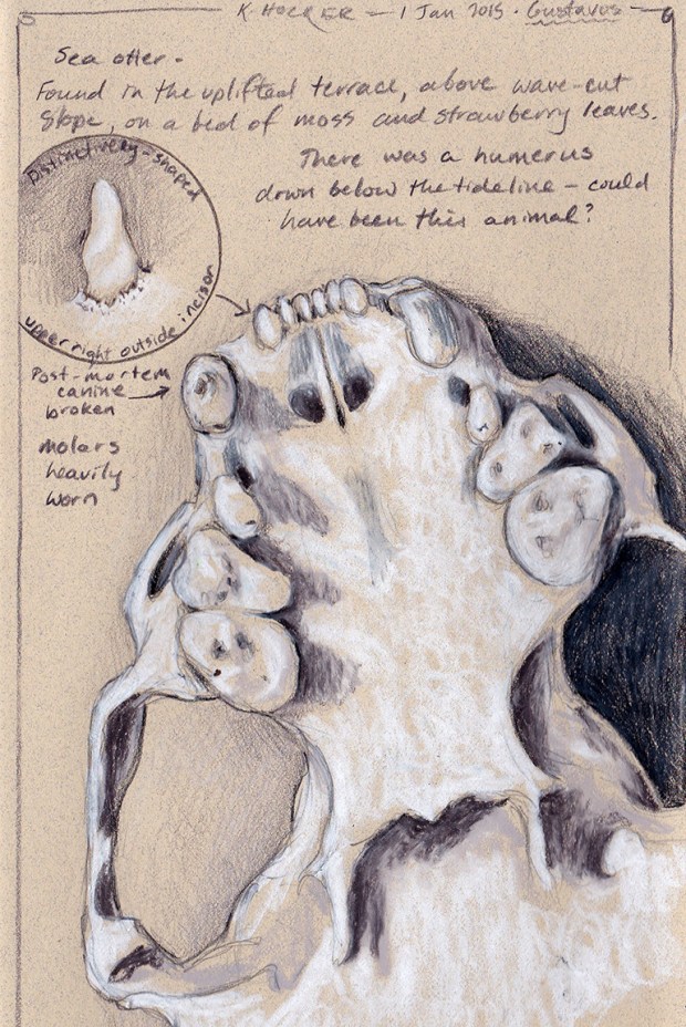 hocker-otterskull-sketch2