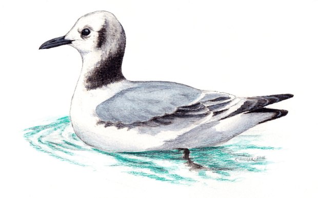 hocker-kittiwake