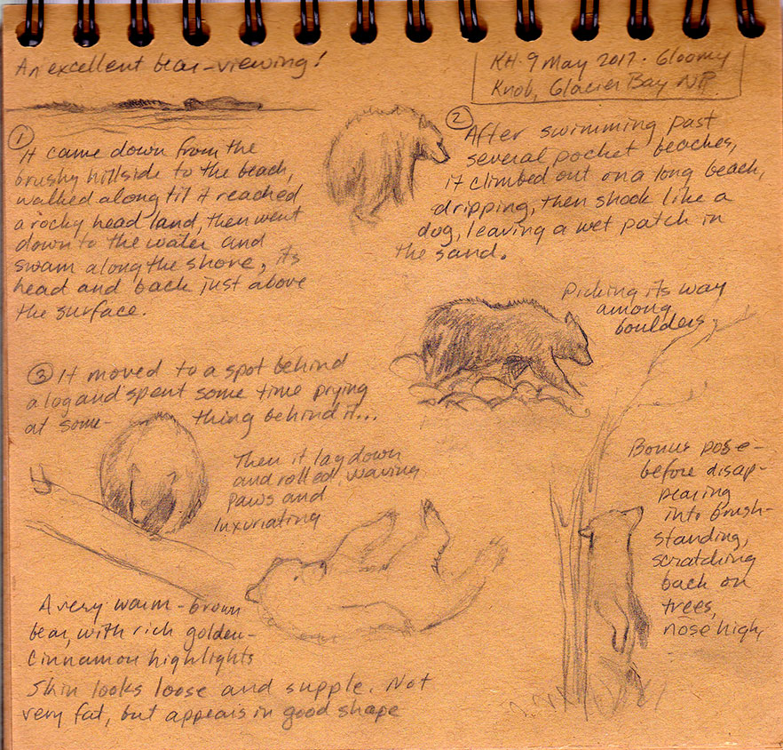 hocker-bear-viewing-sketch-kh