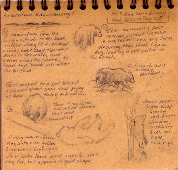 hocker-bear-viewing-sketch-kh