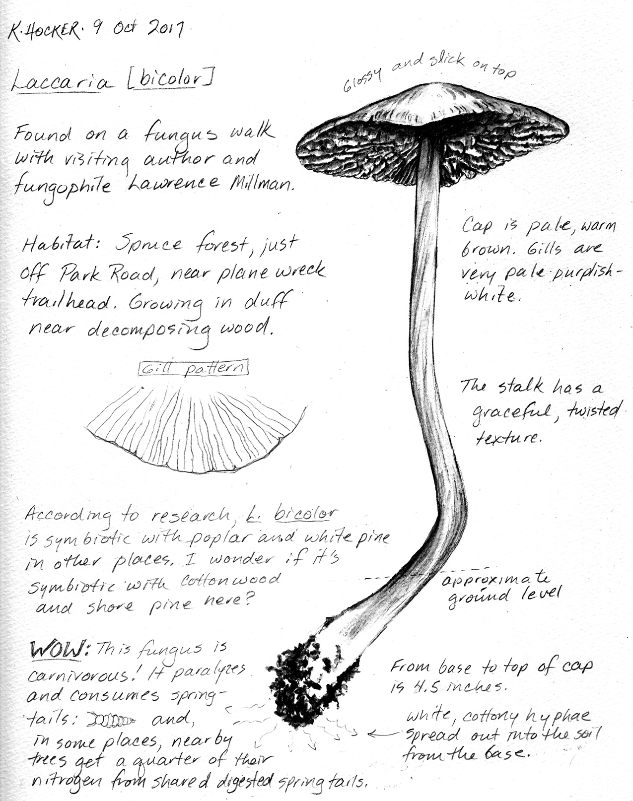 hocker-laccaria-sketch