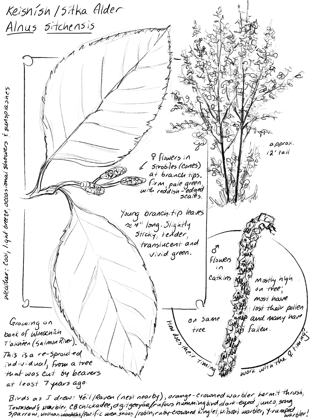 final-keishish-sketch